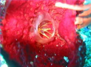 Bellezas de arrecife